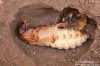 tesařík piluna (Brouci), Prionus coriarius, Cerambycidae, Prionini (Coleoptera)